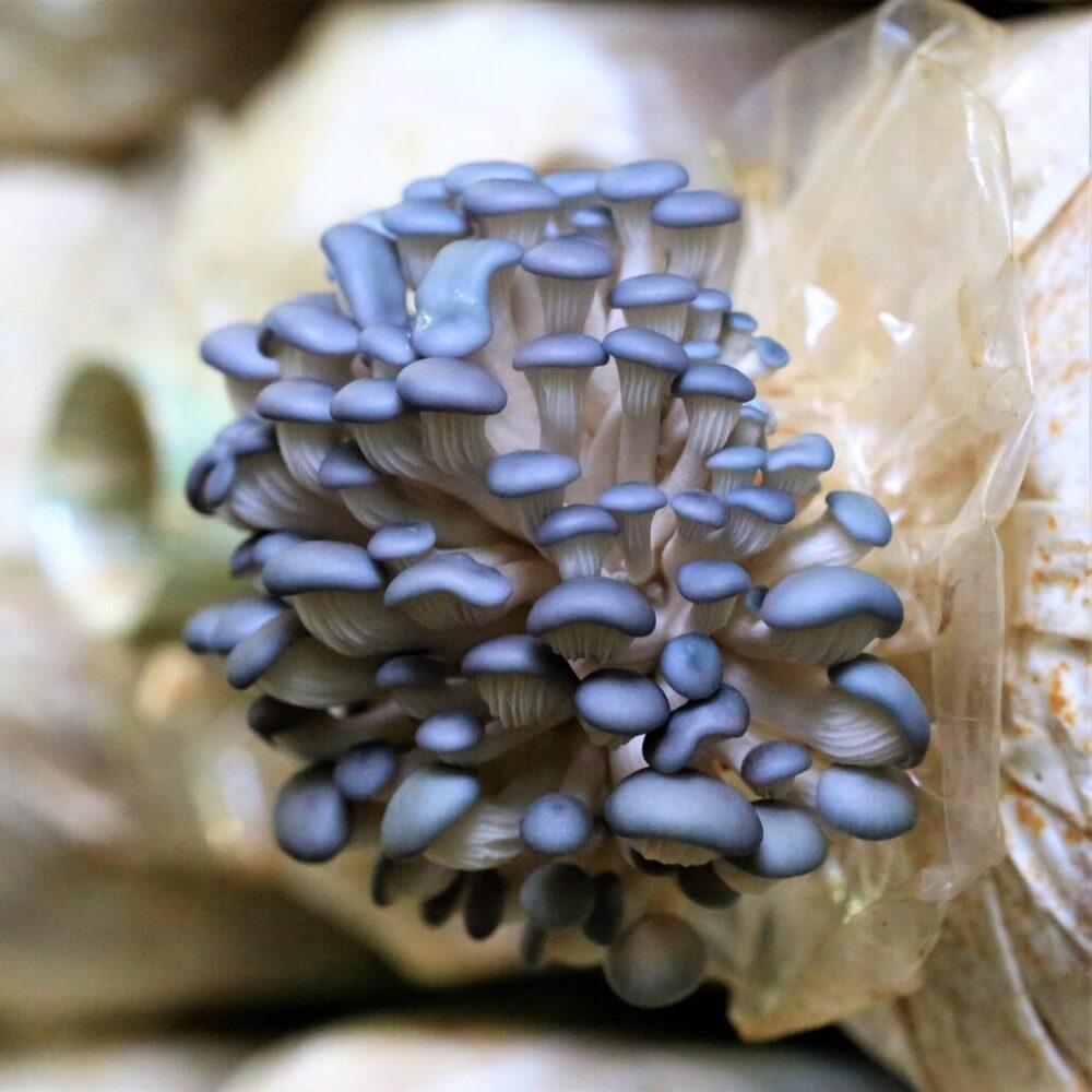 Pleurotus Columbinus (Hliva Modrá) - Image 4