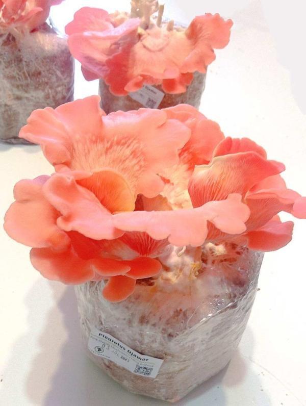 pink oyster mushroom