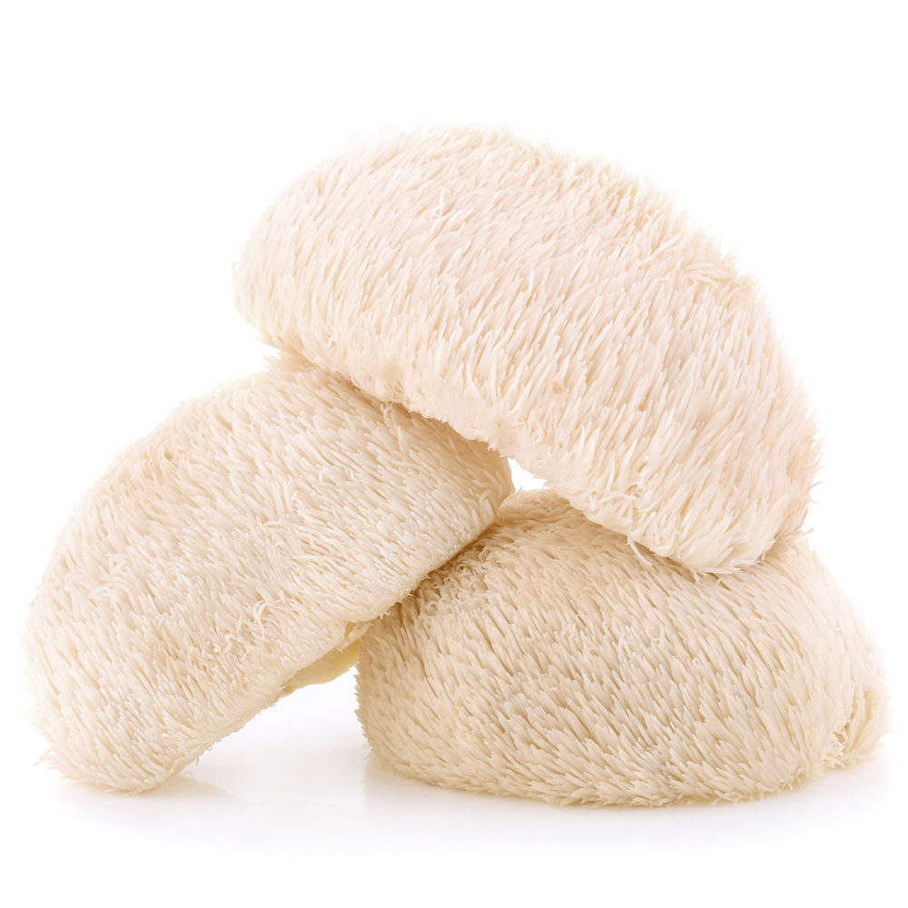 Champignons crinière de lion « Mycélium – Les 400 Pieds de Champignon