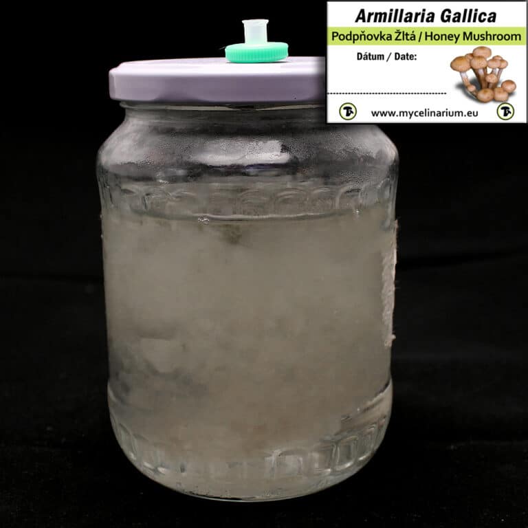 Armillaria Gallica liquid culture Mycelinarium