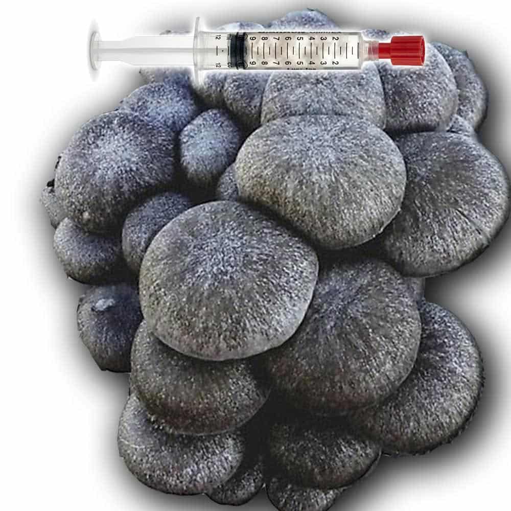 Pleurotus ostreatus black pearl