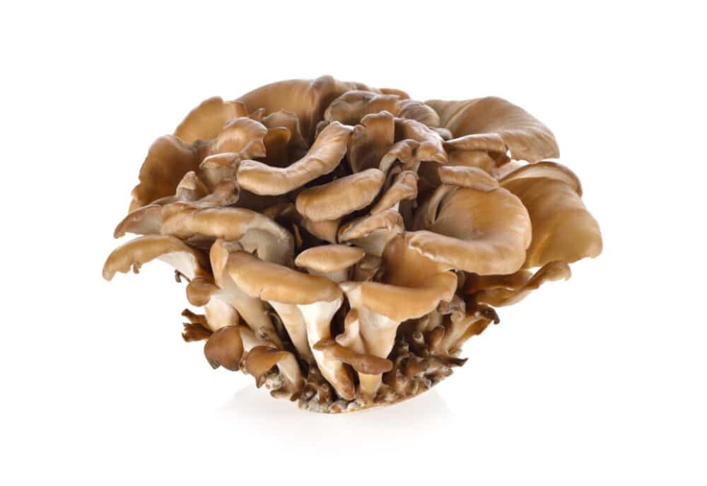Grifola Frondosa (Maitake) - Image 4