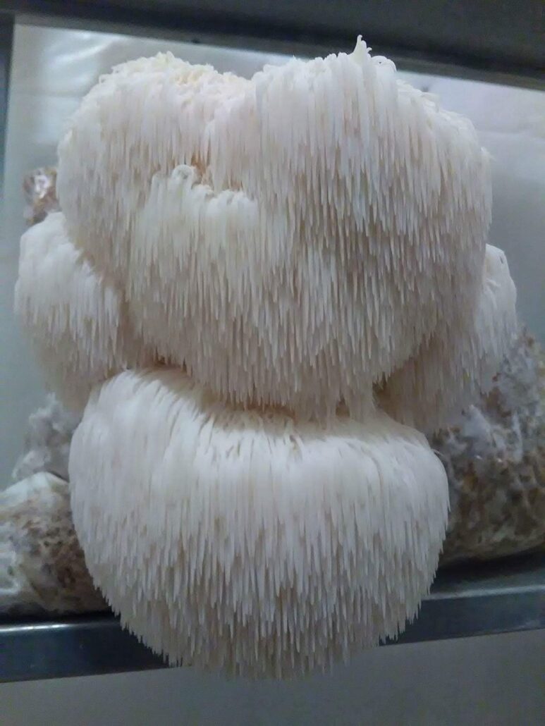 Hericium Erinaceus