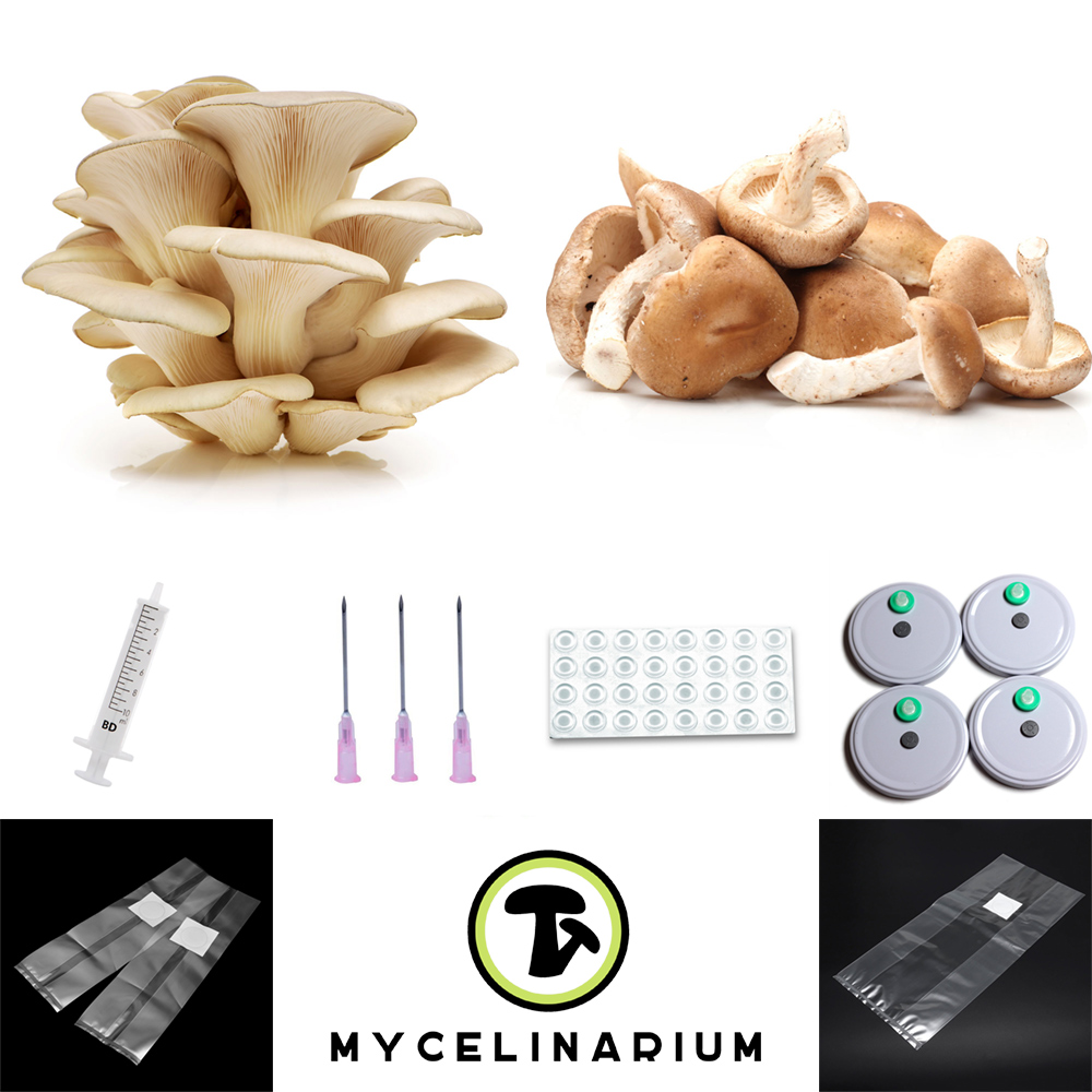 Petit sac avec filtre - Mycelinarium - pour la culture des champignons