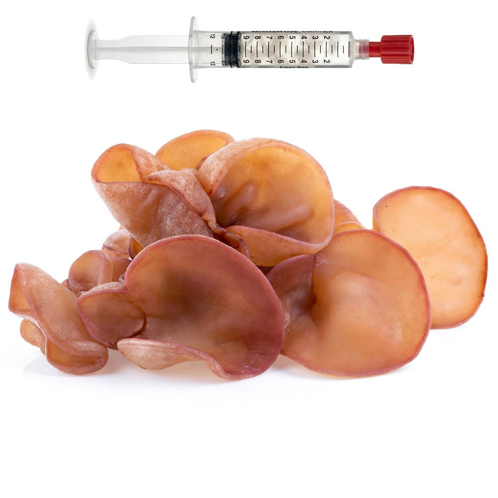Auricularia auricula judae