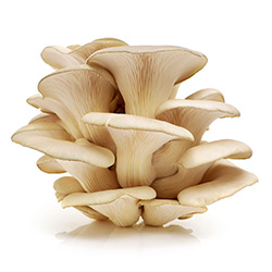 Mushroom growing