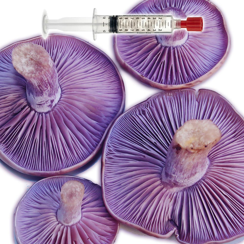 Clitocybe nuda