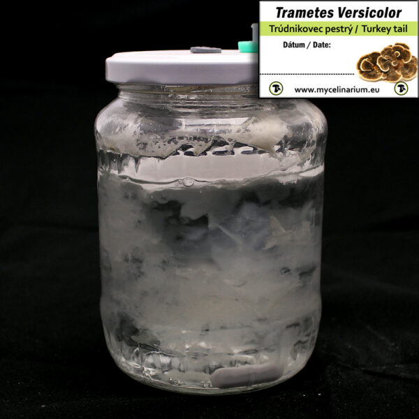 Trametes versicolor - Bild 2