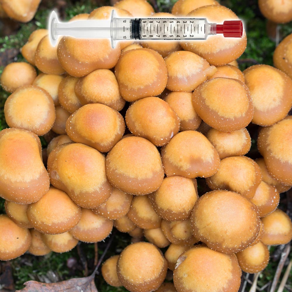 Kuerhomyces mutabilis