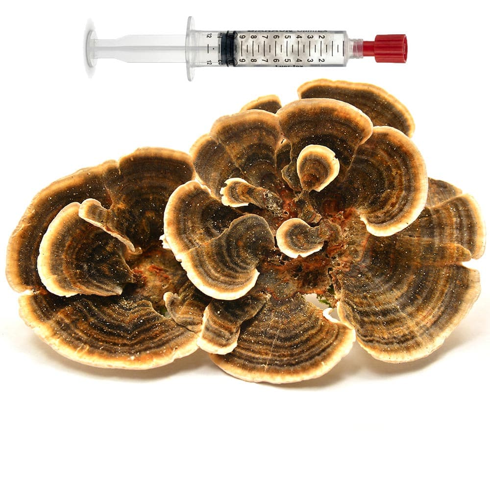 Trametes versicolor