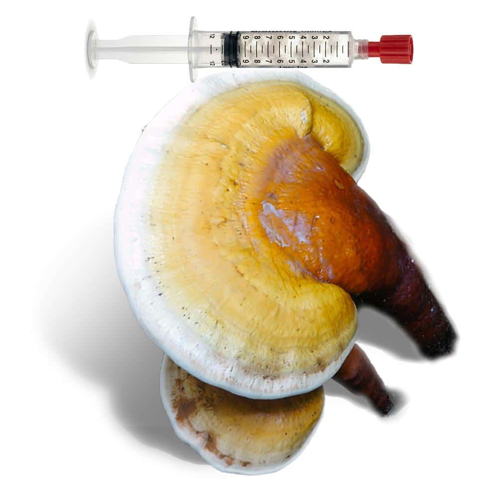 yellow reishi