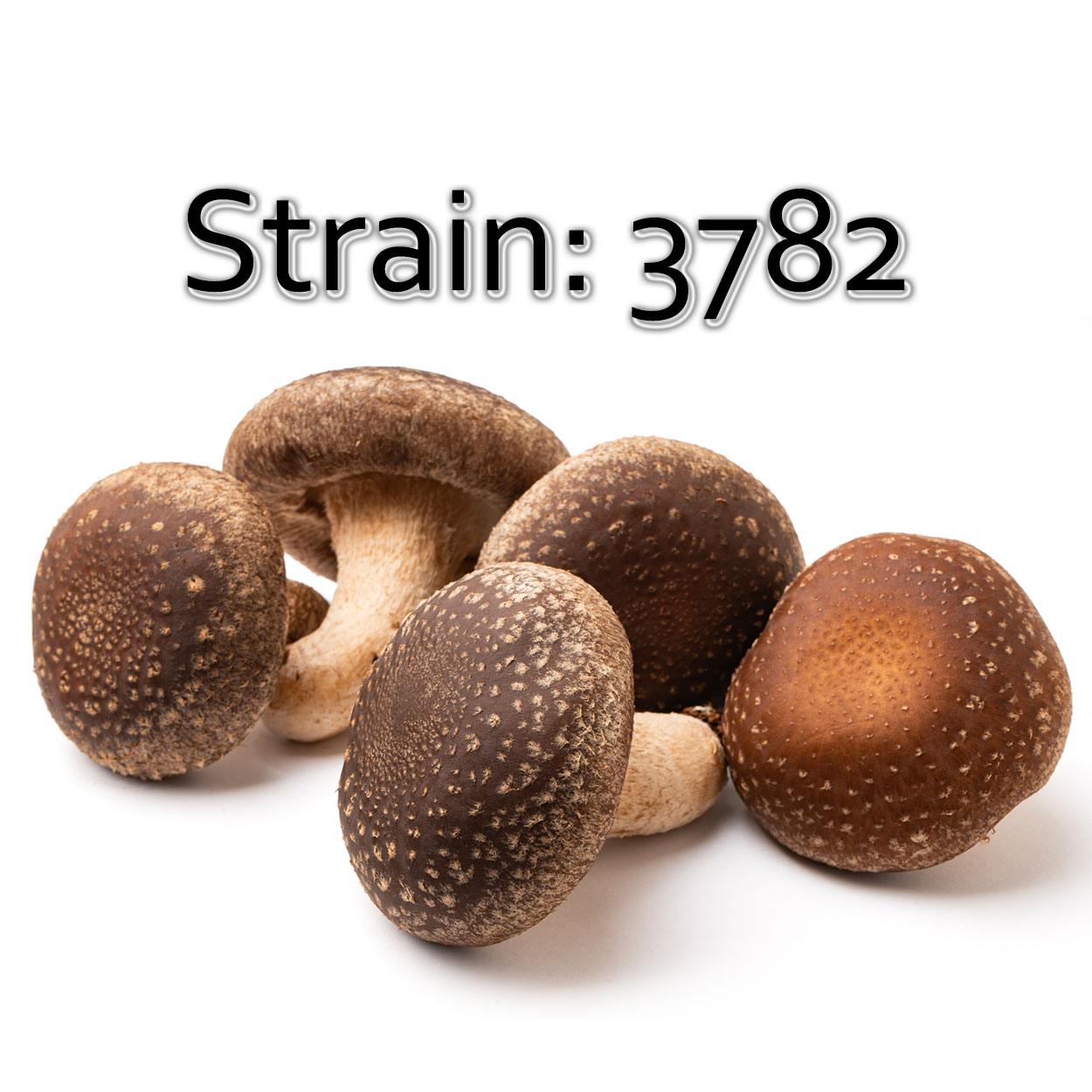 Lentinula edodes 3782