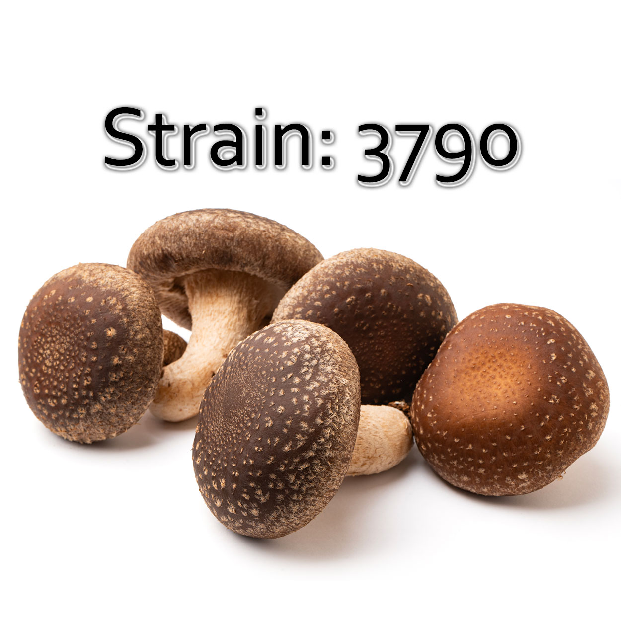 Lentinula edodes 3790