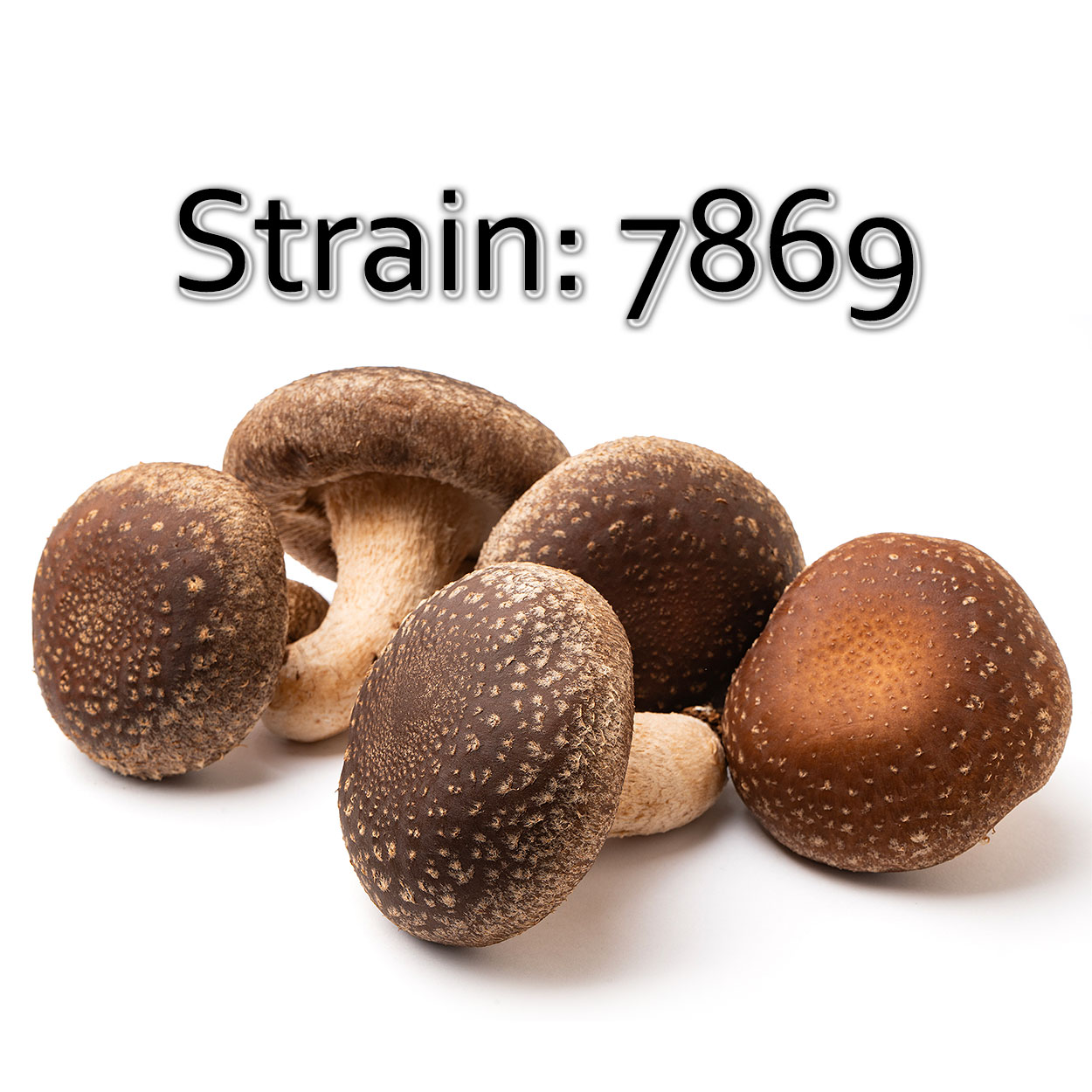 Lentinula edodes 7869