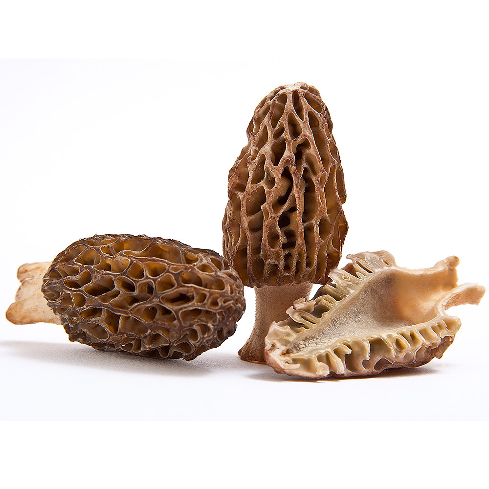 Morchella mel-8