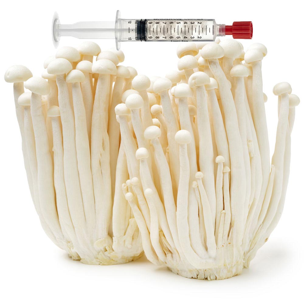 Flammulina velutipes