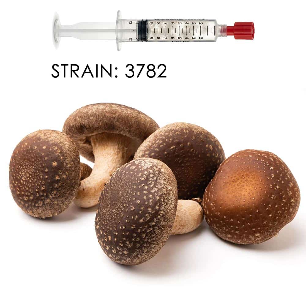 Lentinula edodes 3782