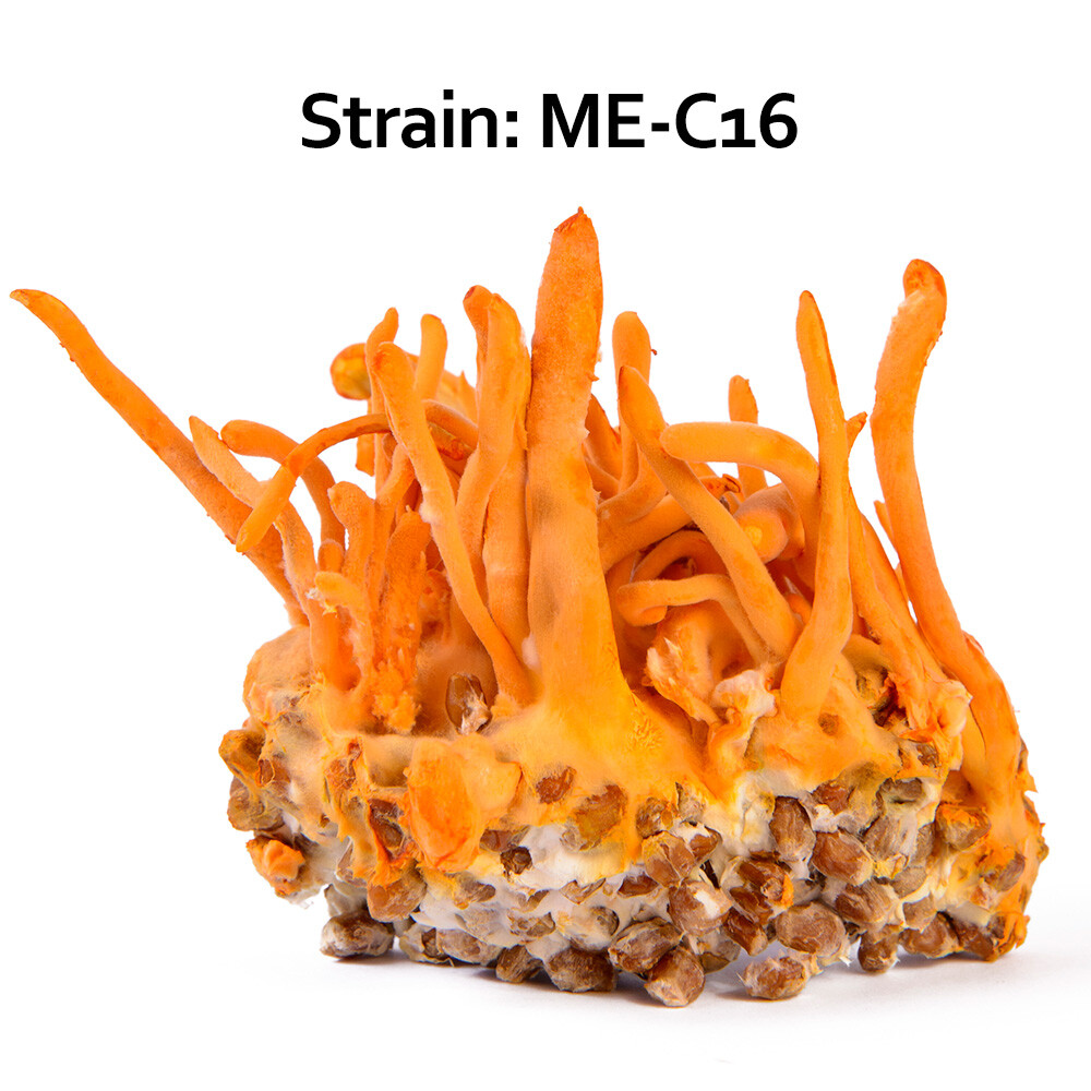 Cordyceps Militaris Liquid Culture Mycelinarium