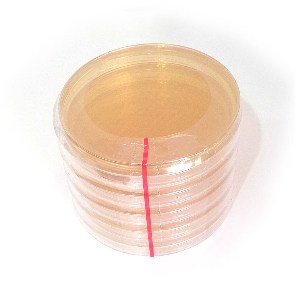 Agar petri dish