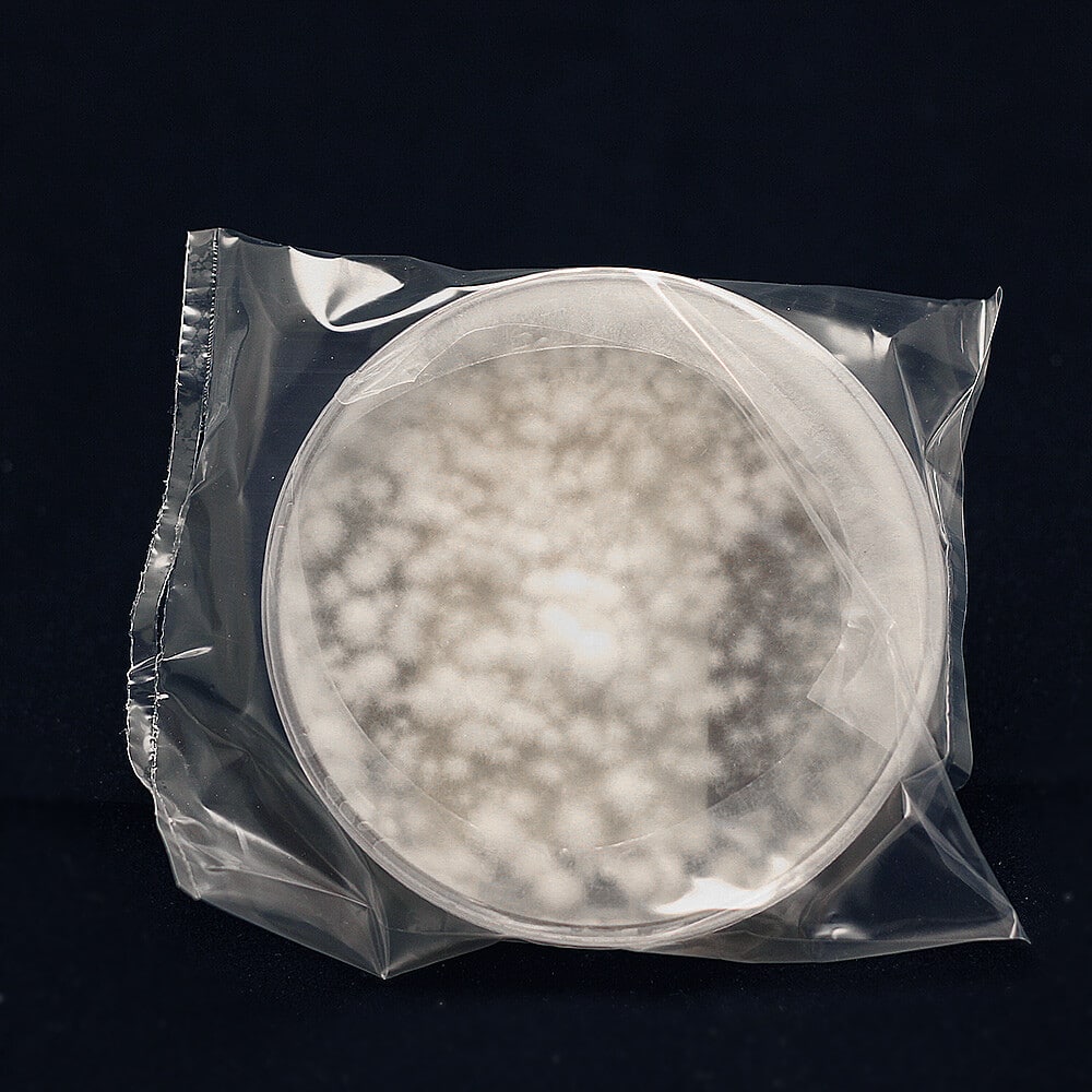 Materská kultúra Grifola frondosa Mycelinarium