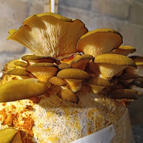sarkomyksa serotina