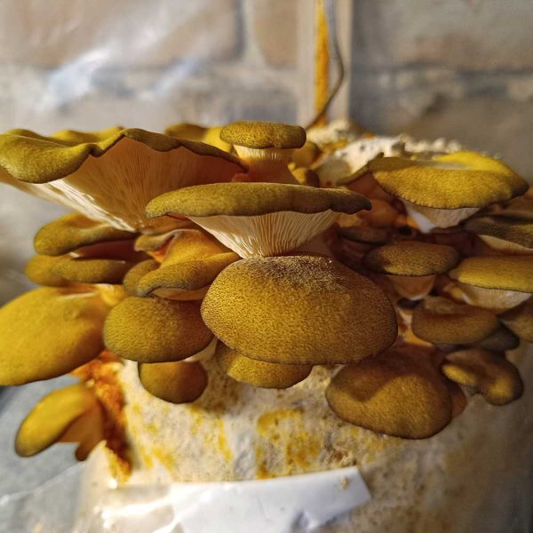 sarkomyksa serotina