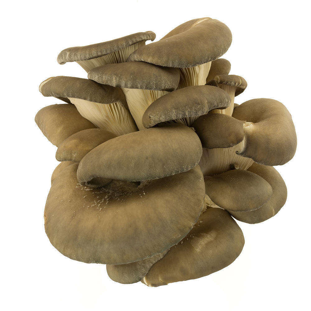 pleurotus sajor-caju