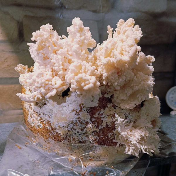Hericium coralloides - (Buchenkoralle) - Bild 3