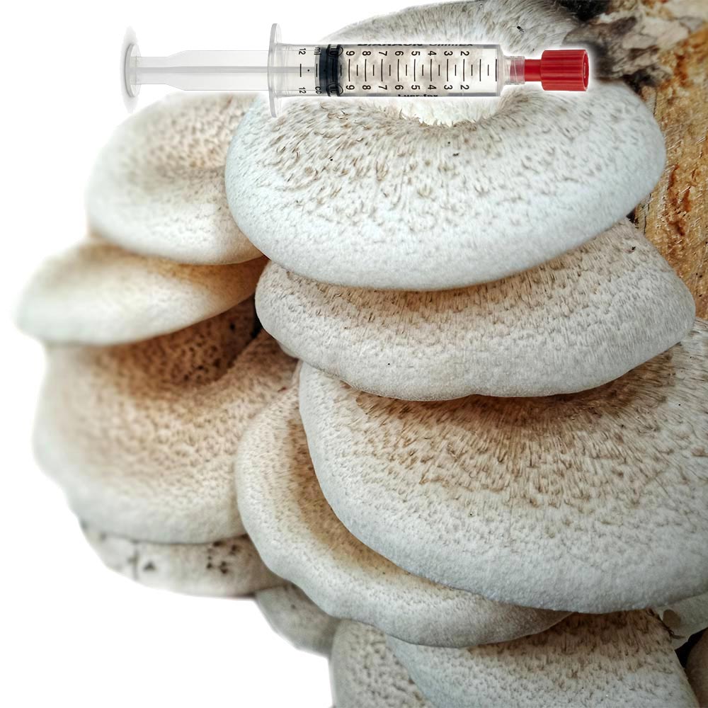 Lentinus squarrosulus