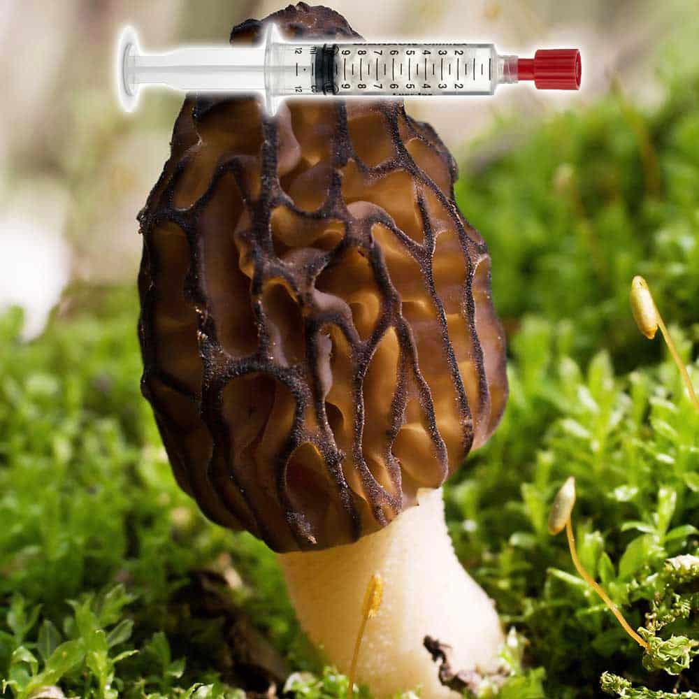 Morchella importuna