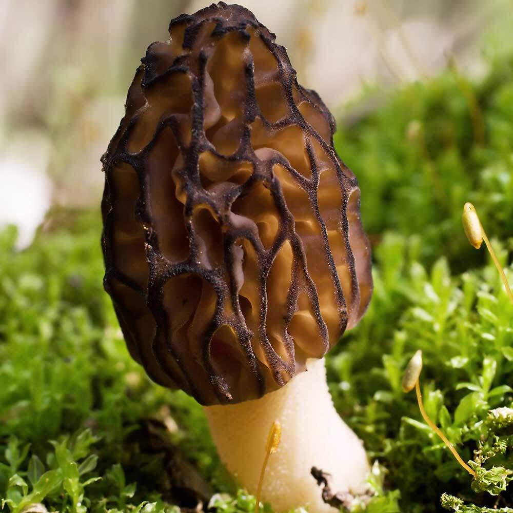 Black morel