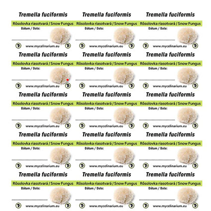 tremella fuciformis