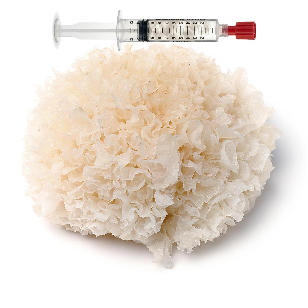 Tremella fuciformis