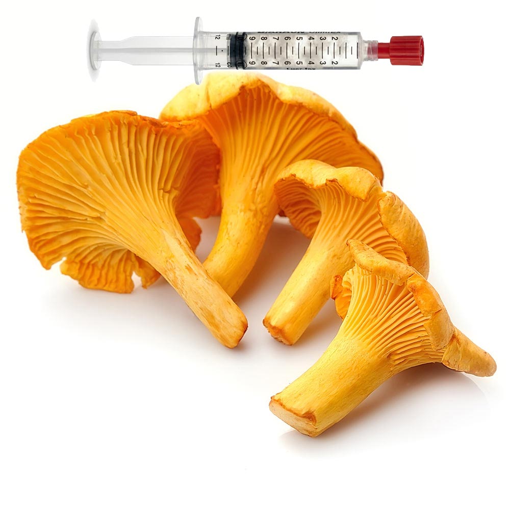 Cantharellus cibarius