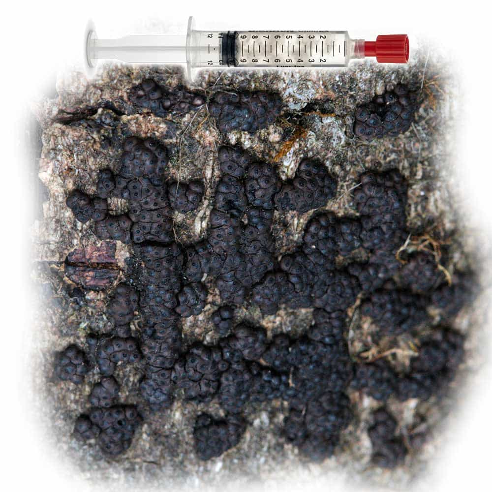 Annulohypoxylon