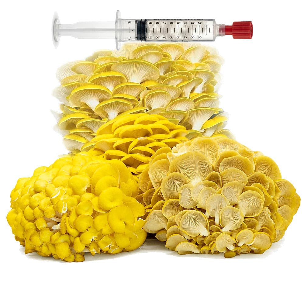 Pleurotus citrinopileatus commercial