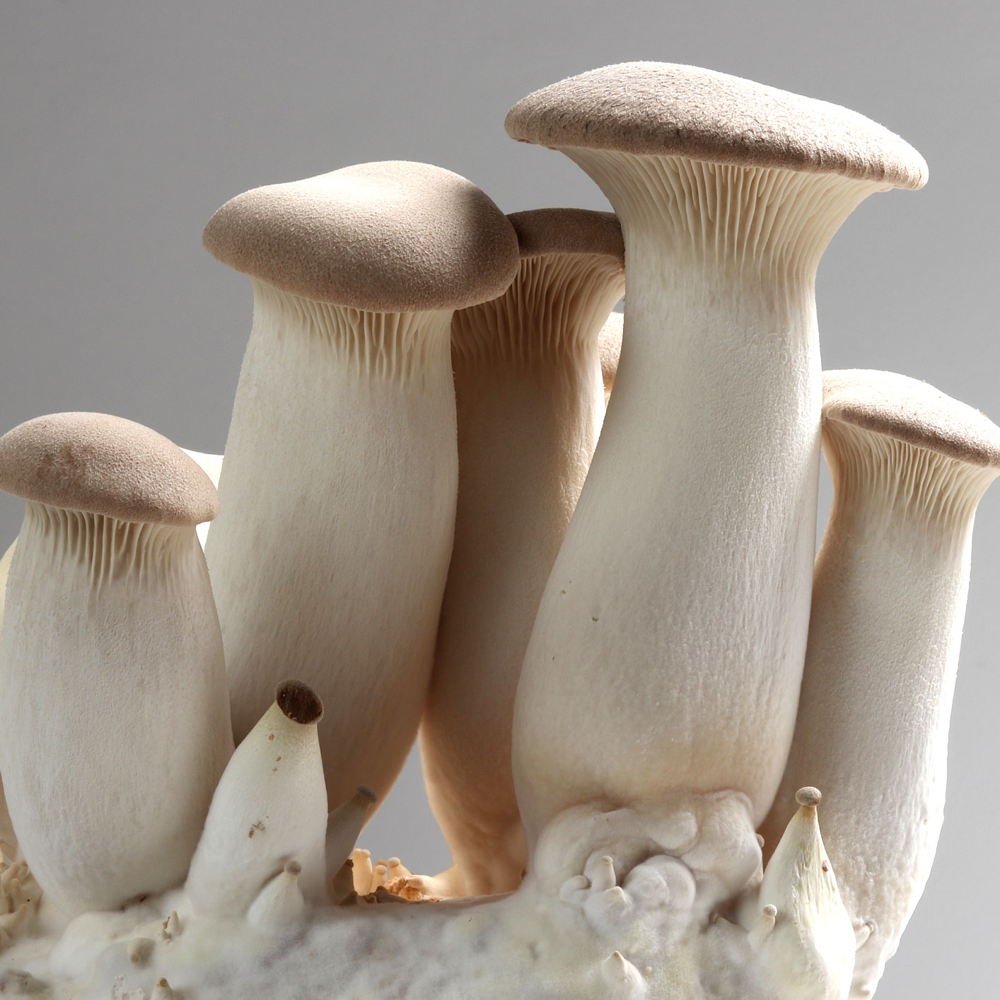 Pleurotus eryngii king trumpet