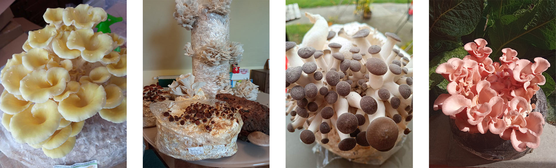Mushroom cultivation