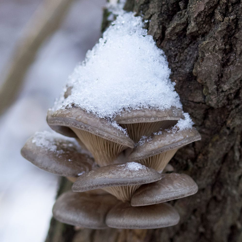 Pleurotus ostreatus