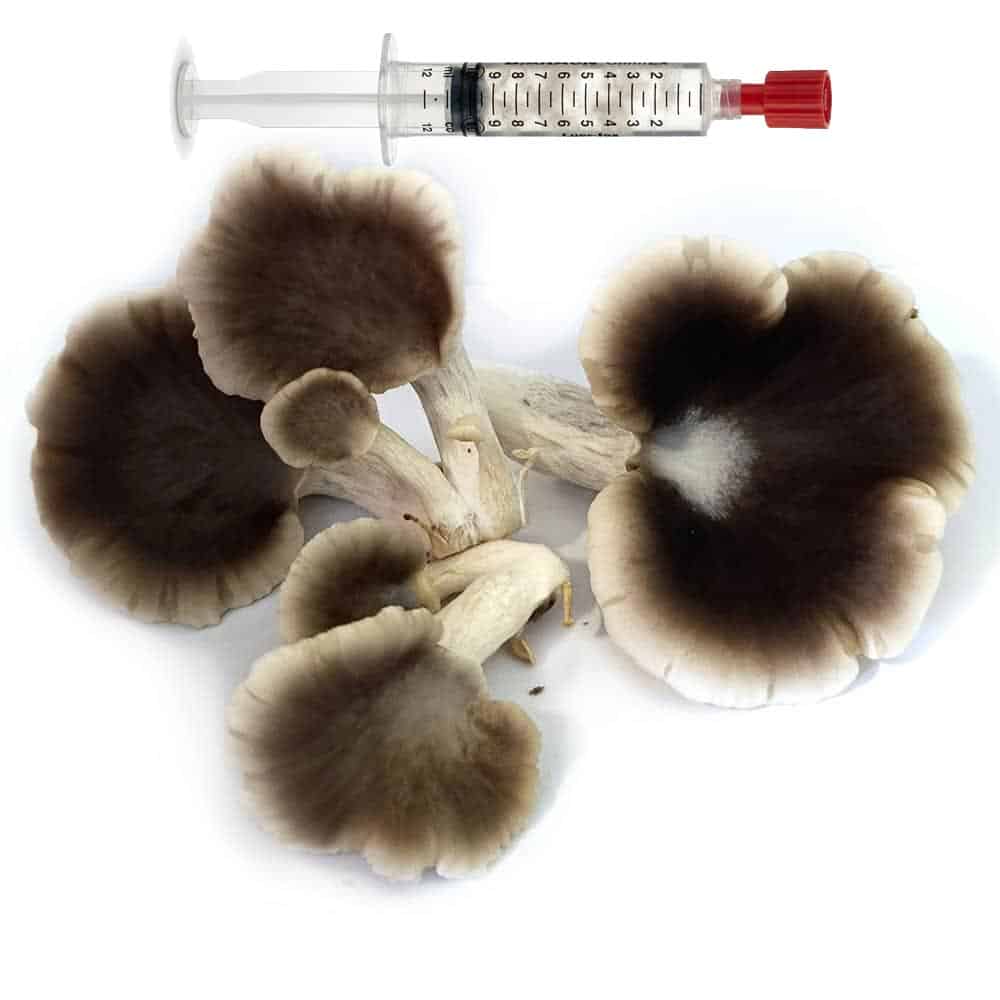 pleurotus ice queen
