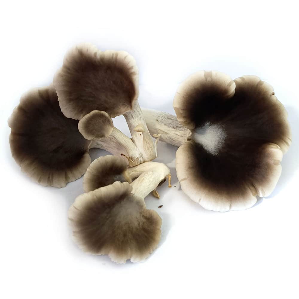 Pleurotus ostreatus ice queen