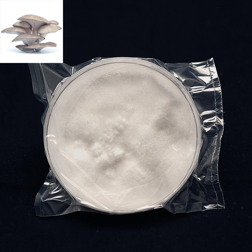 Pleurotus columbinus anyakultúra