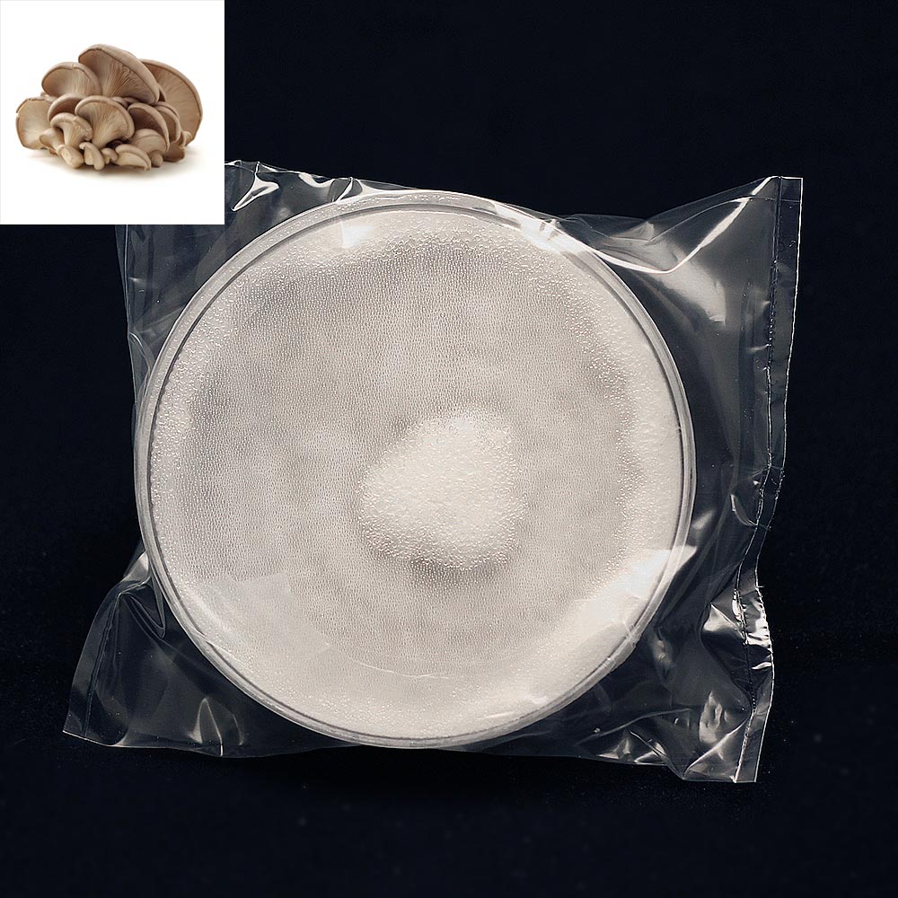 Pleurotus Ostreatus - Gyöngykirály - törzstenyészet - kereskedelmi célú