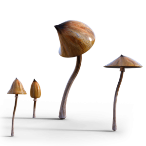 shrooms1
